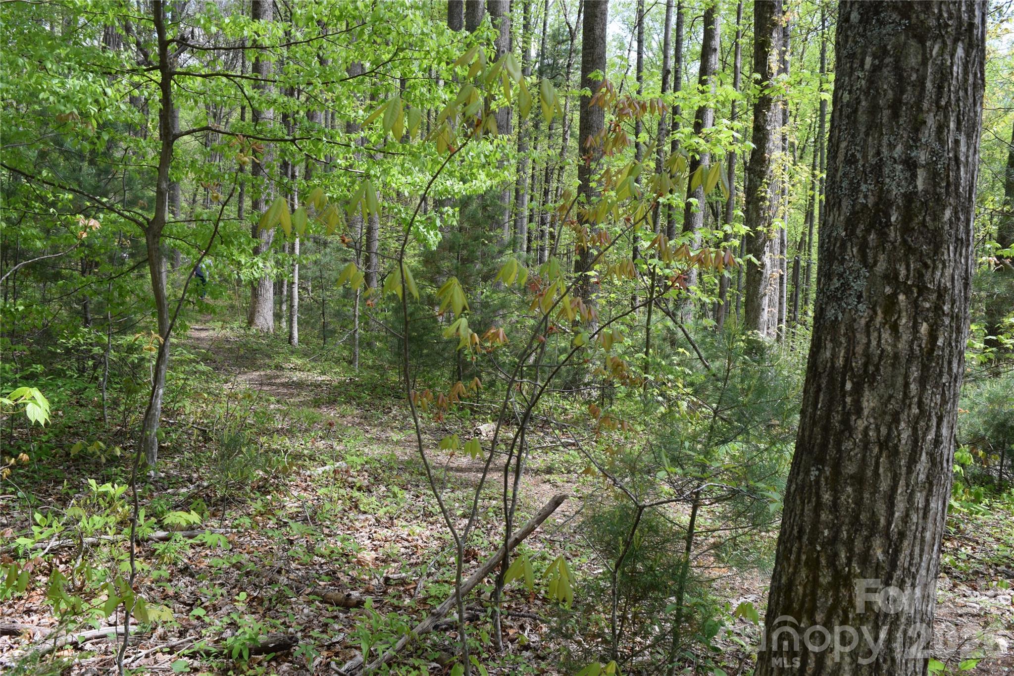 Tbd Cabin Flts Road Sylva, NC 28779 - Photo 7 of 18