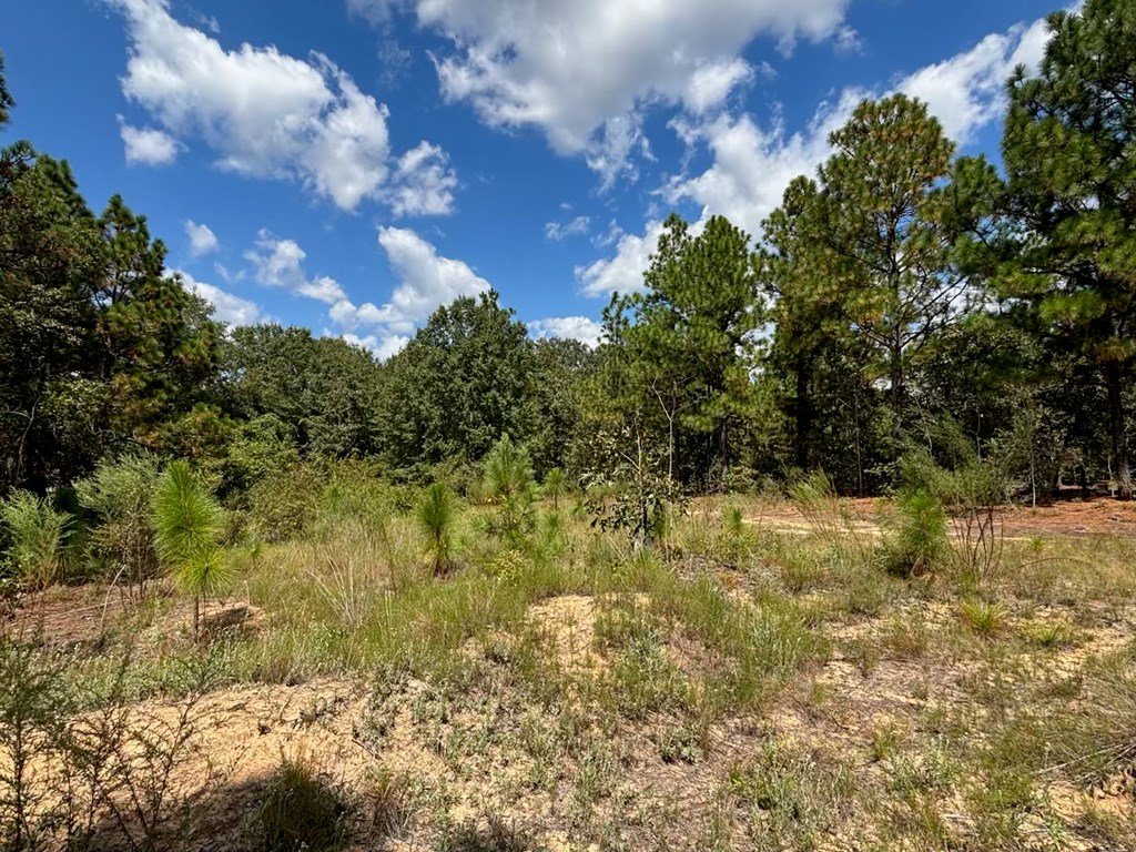 520 Junction City Road Mauk, GA 31058 - Photo 2 of 2 Gallery Image 2