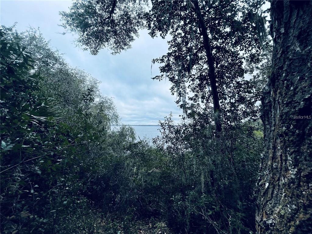 Tbd Northeast 245th Street Road Fort McCoy, FL 32134 - Photo 3 of 4 a view of a tree in a yard