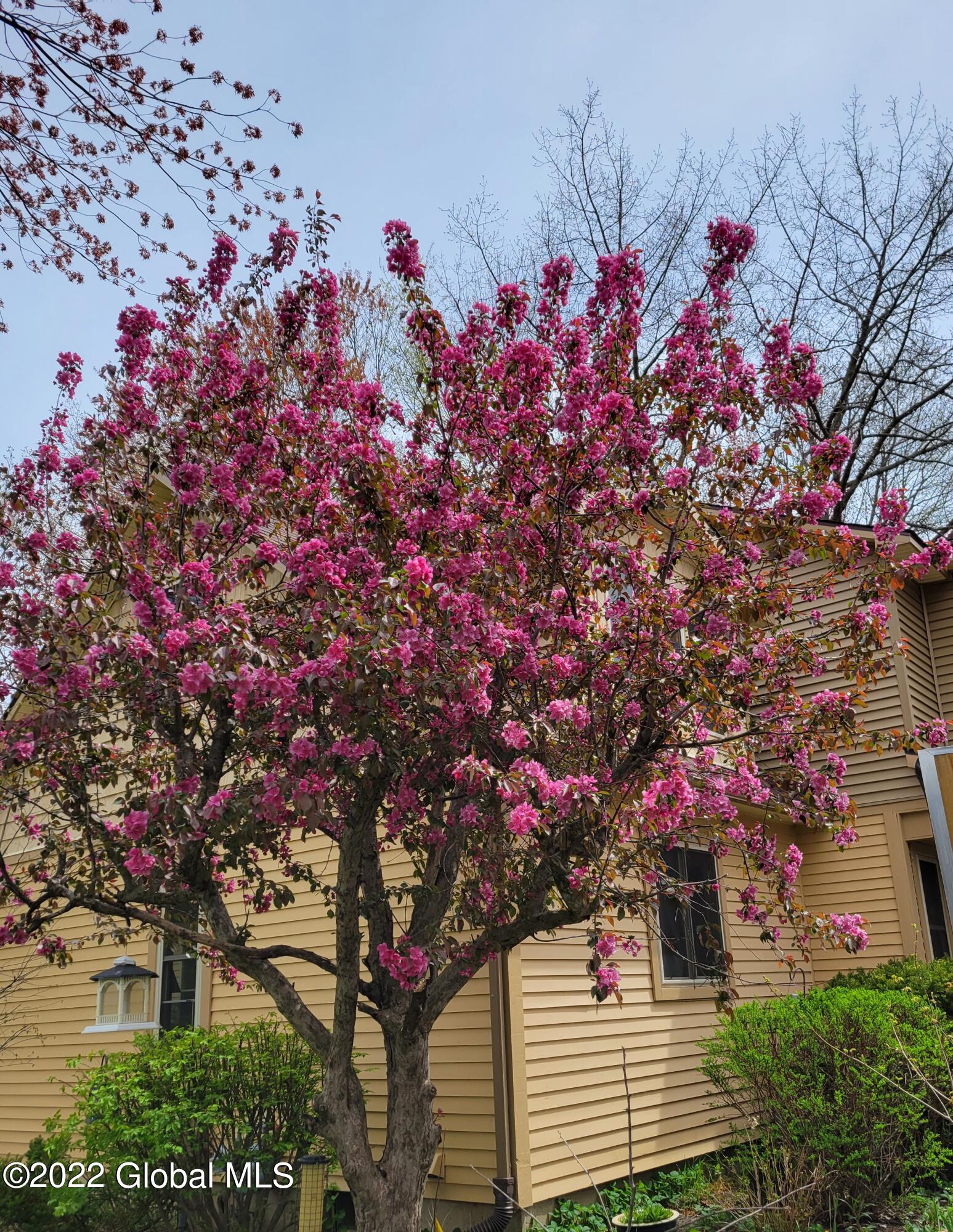 17 Anchor Drive Halfmoon, NY 12188 - Photo 37 of 41 17 anchor flowering tree