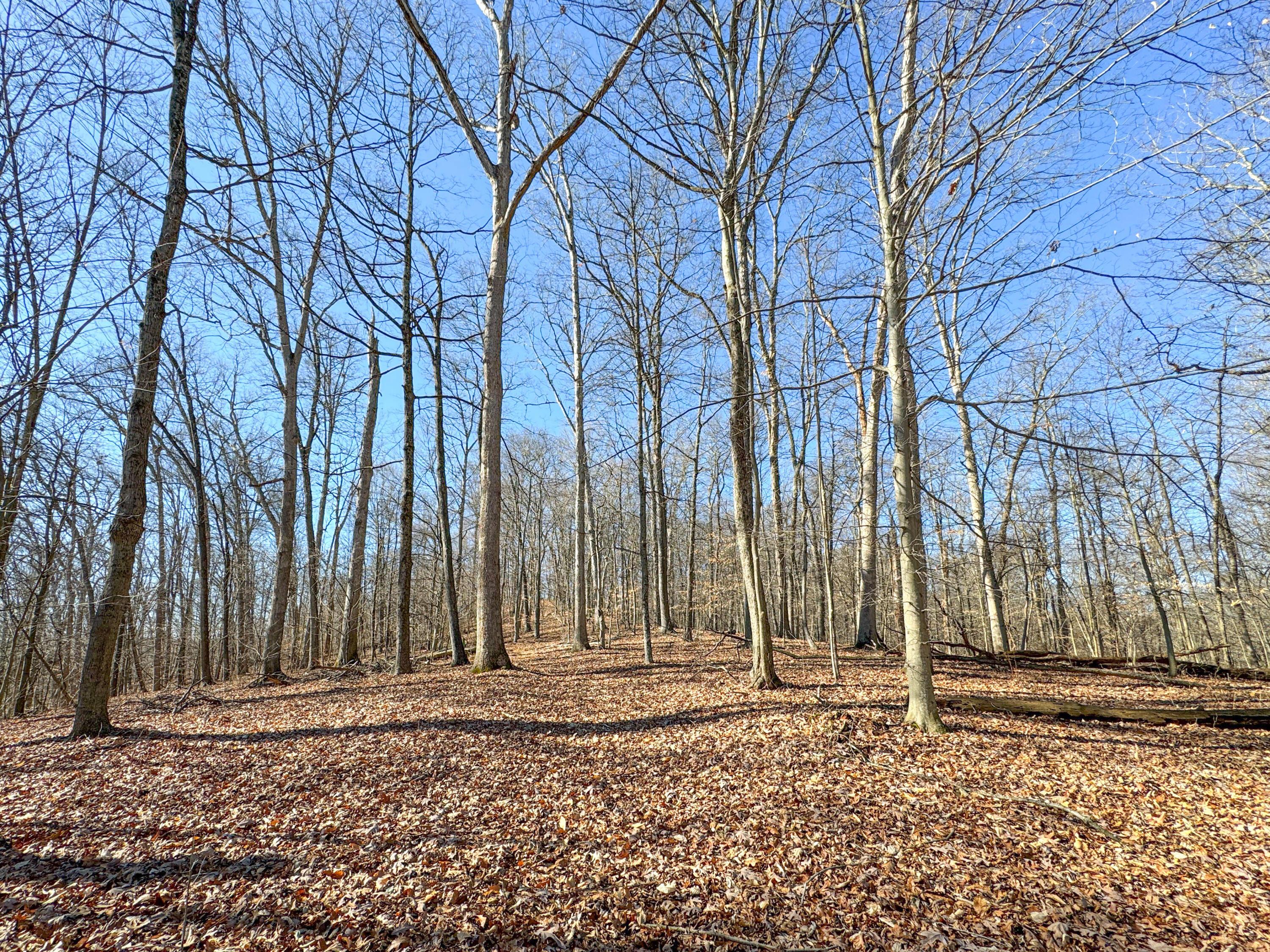 15779 Cox Road Logan, OH 43138 - Photo 57 of 68 Cox Rd-56