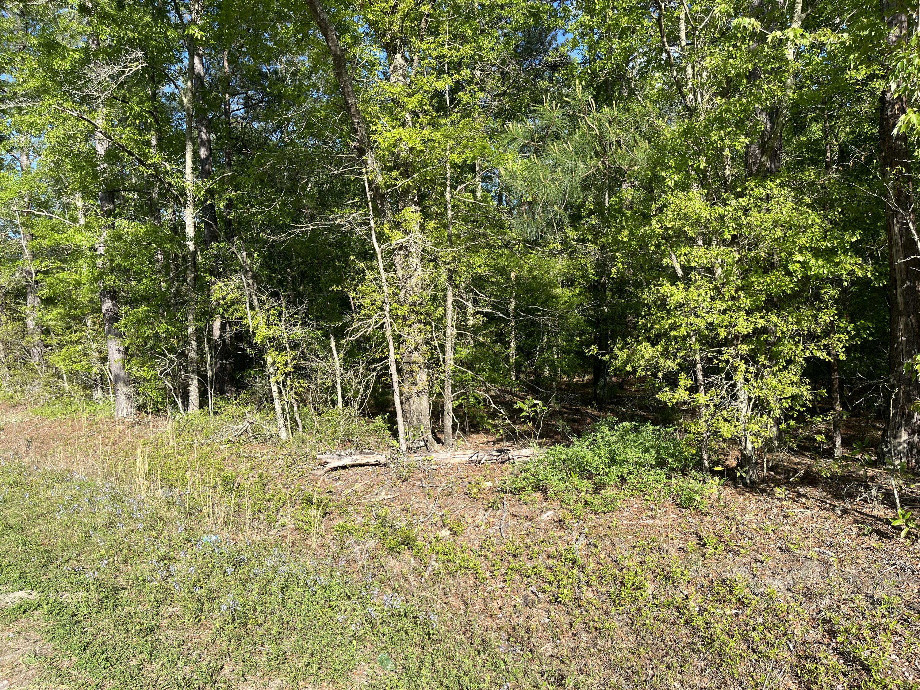 0 Sniders Highway Walterboro, SC 29488 - Photo 4 of 5 0 sniders