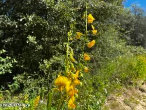 $45,000 | 6076 Indian Trail, Keystone Heights, FL 32656