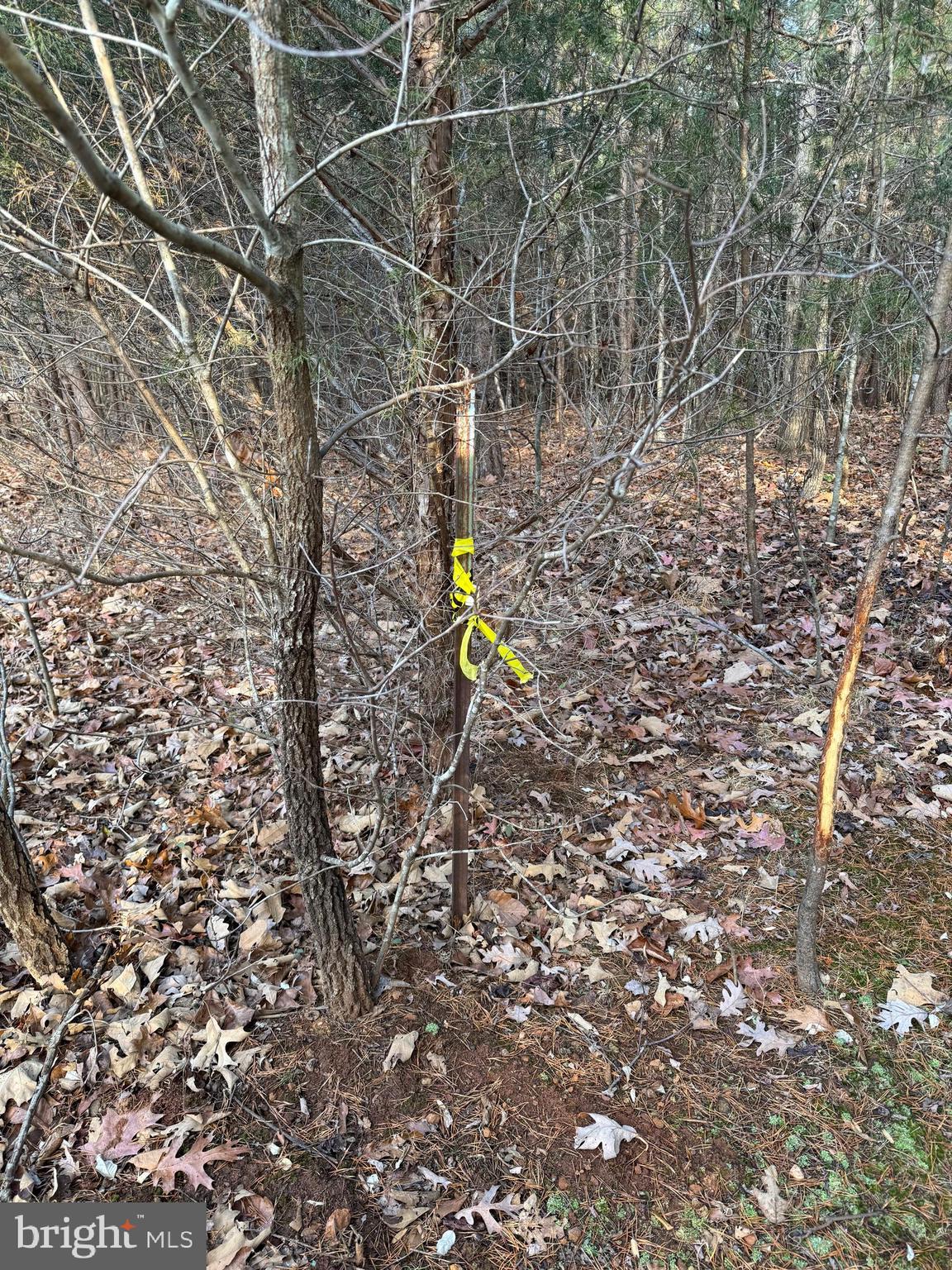 0 Peace And Quiet Circle Reva, VA 22735 - Photo 5 of 5 Northern Boundary Line is Marked