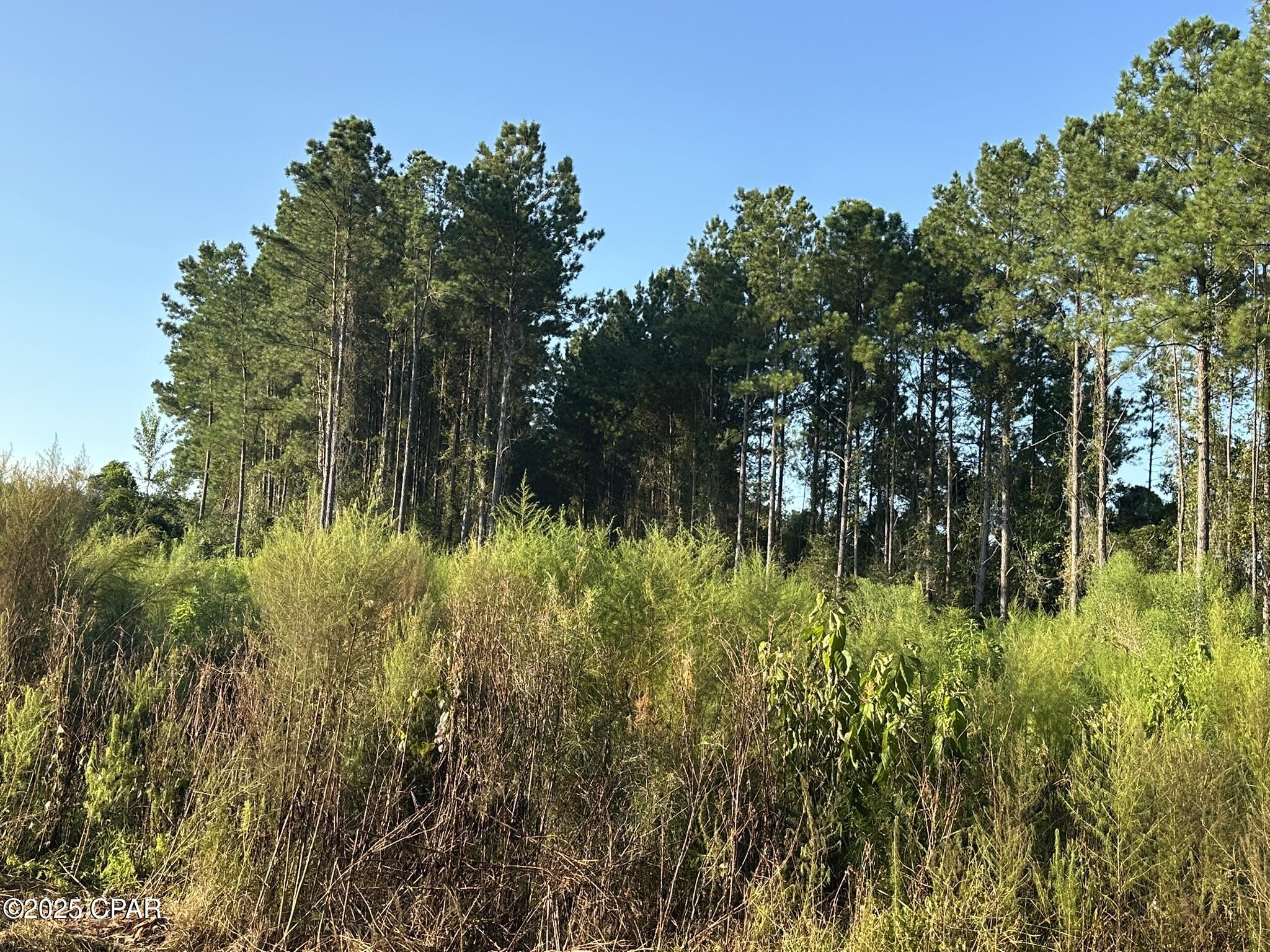 Tract#6201 Doyle Morgan Road DeFuniak Springs, FL 32433 - Photo 31 of 39