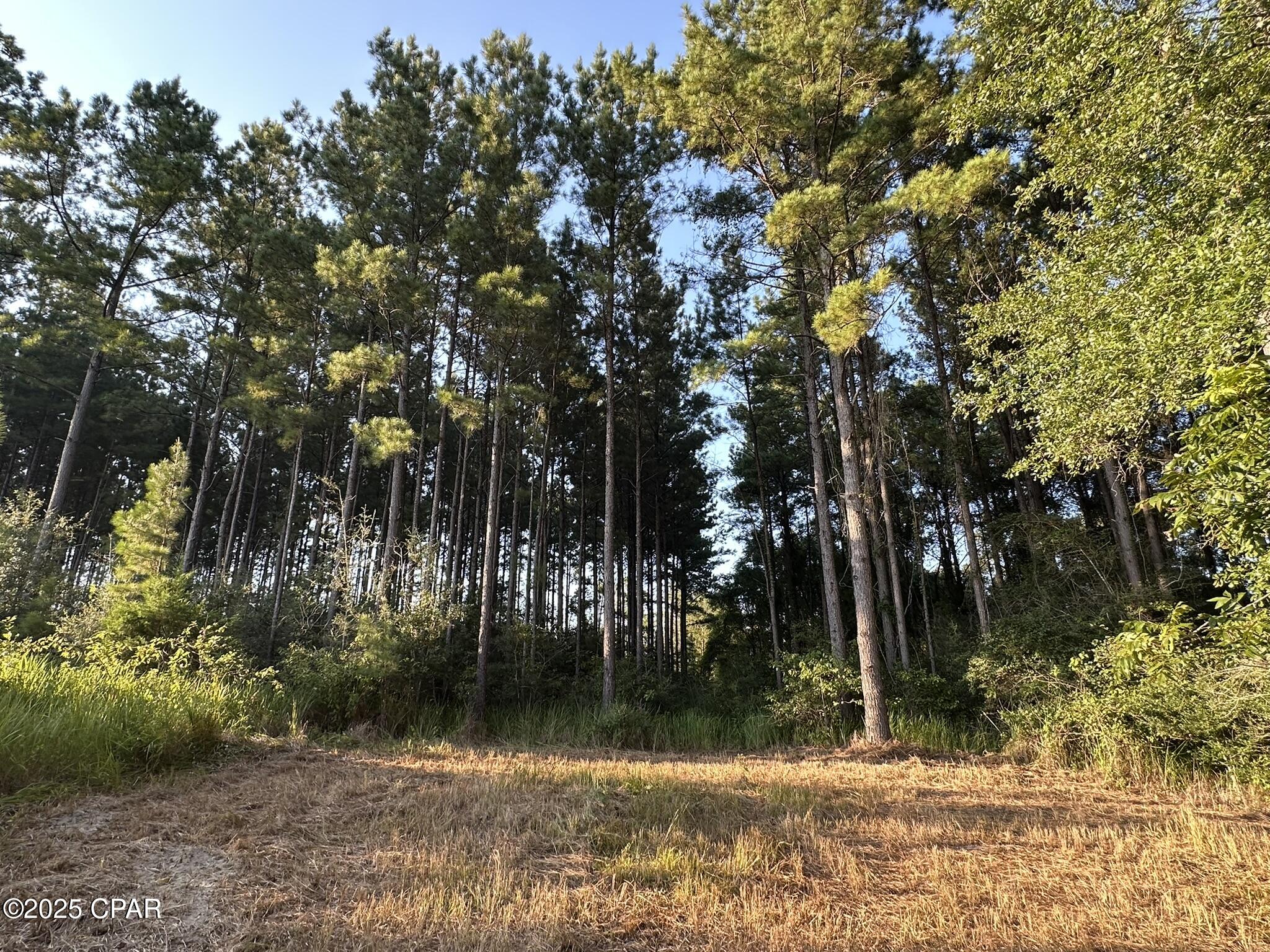 Tract#6201 Doyle Morgan Road DeFuniak Springs, FL 32433 - Photo 33 of 39