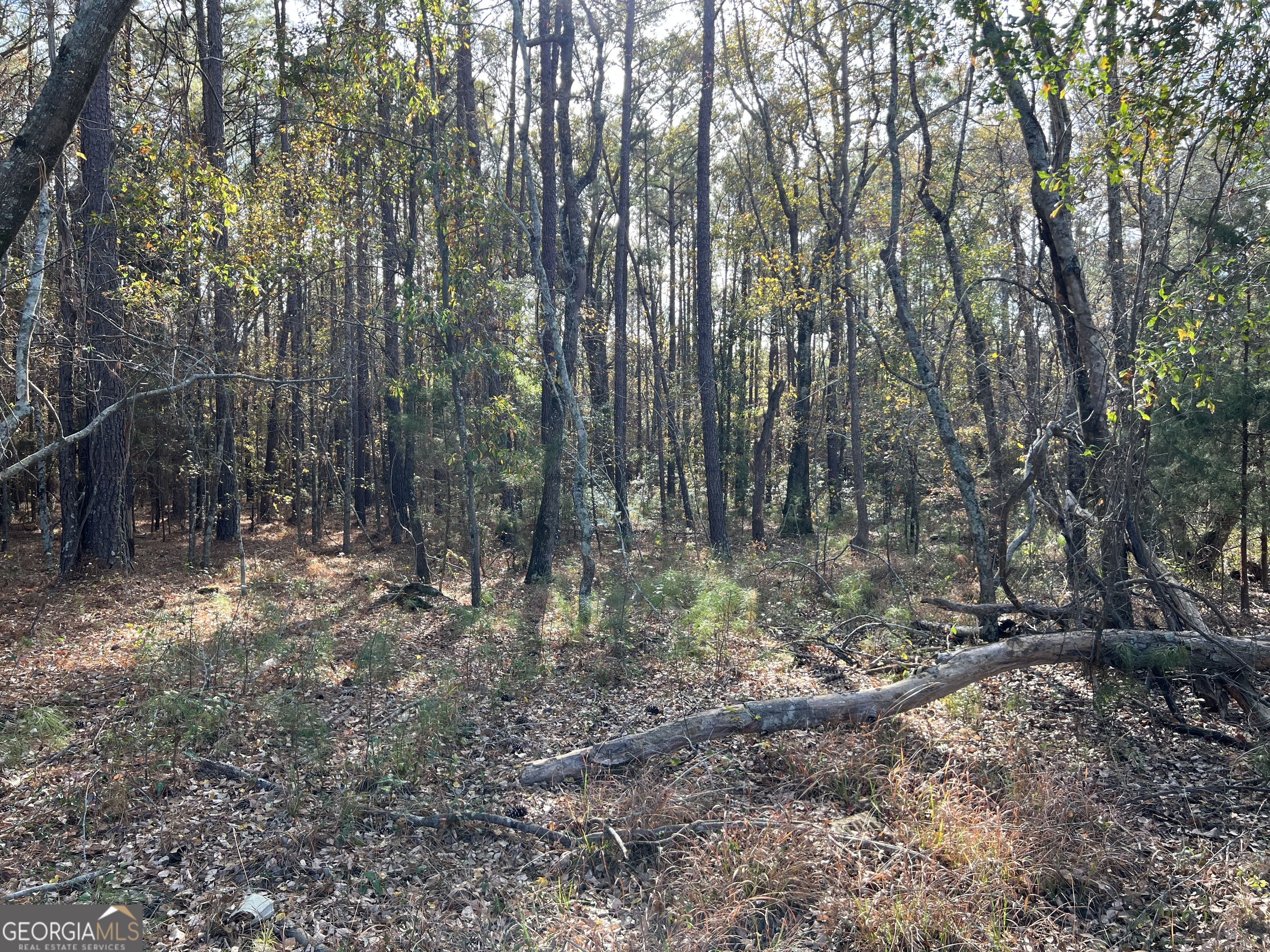 6419 Cochran Highway Cochran, GA 31014 - Photo 45 of 55 a view of forest