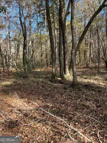 a view of a forest filled with trees