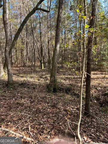 a view of a forest with trees in the background
