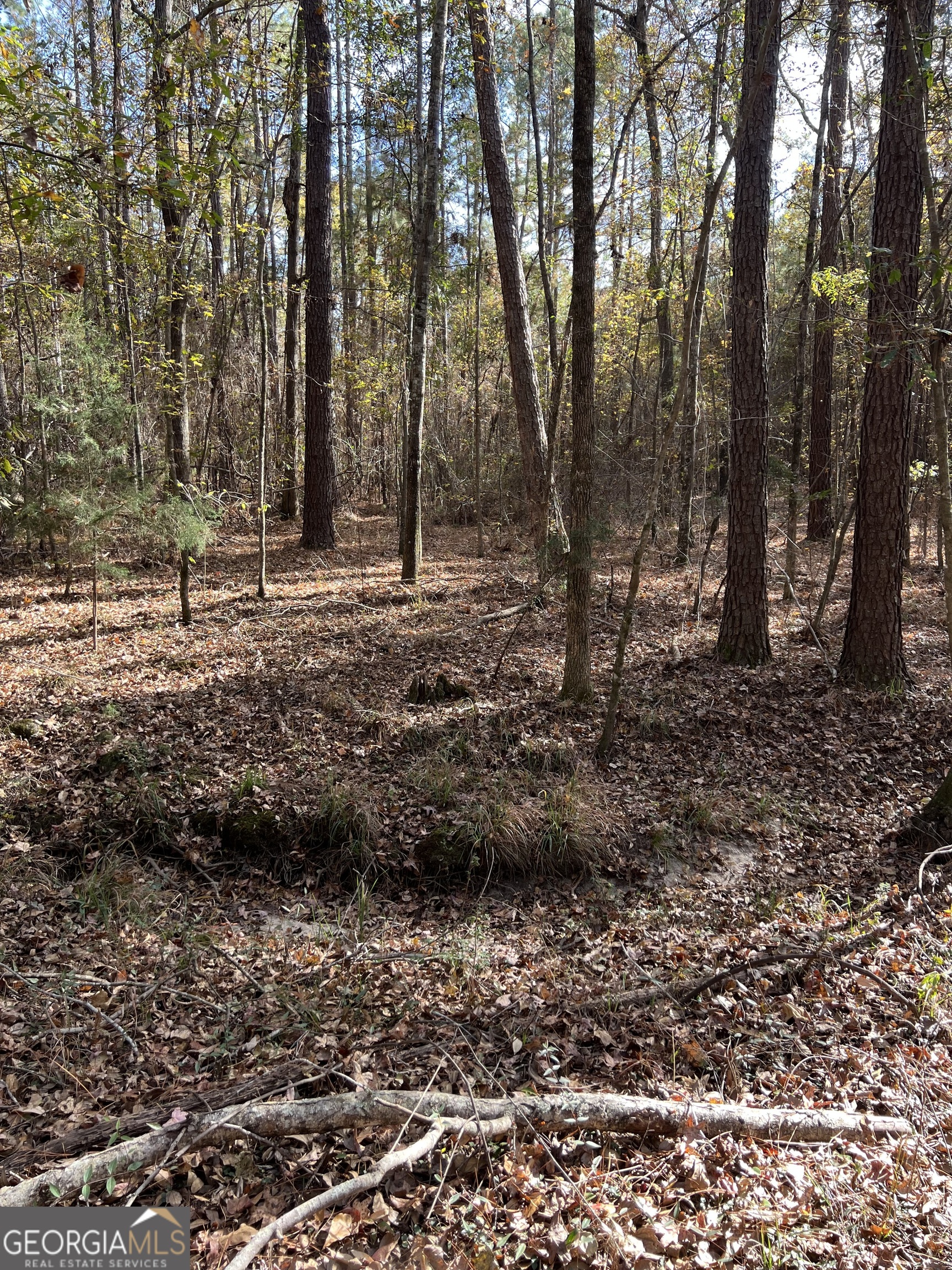 6419 Cochran Highway Cochran, GA 31014 - Photo 48 of 55 a view of outdoor space with lots of trees