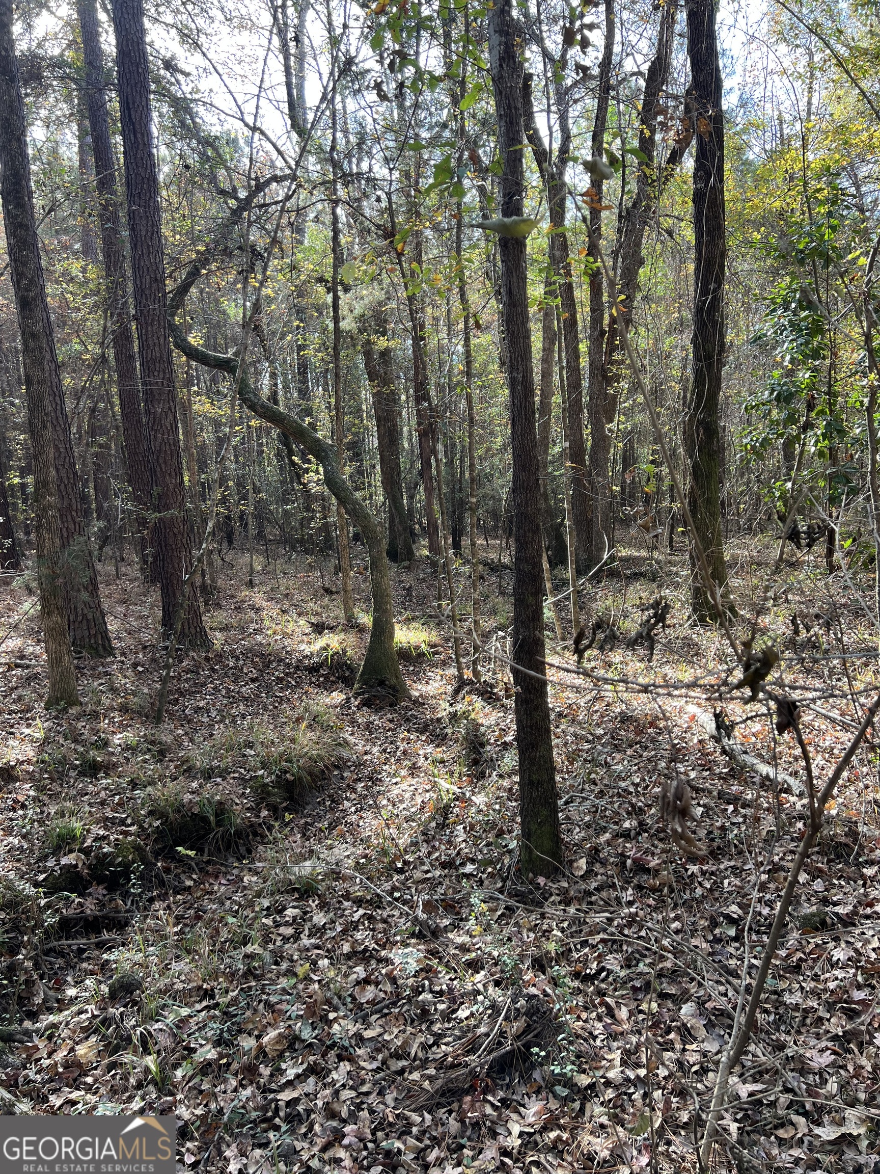 6419 Cochran Highway Cochran, GA 31014 - Photo 50 of 55 a view of a forest filled with trees