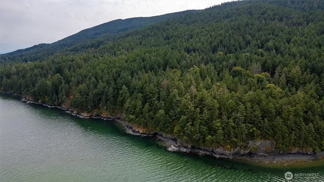 a view of a lush green forest with a lake