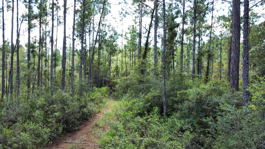 151 Al's Landing Road Eastpoint, FL 32328 - Photo 15 of 20 Gallery Image 15