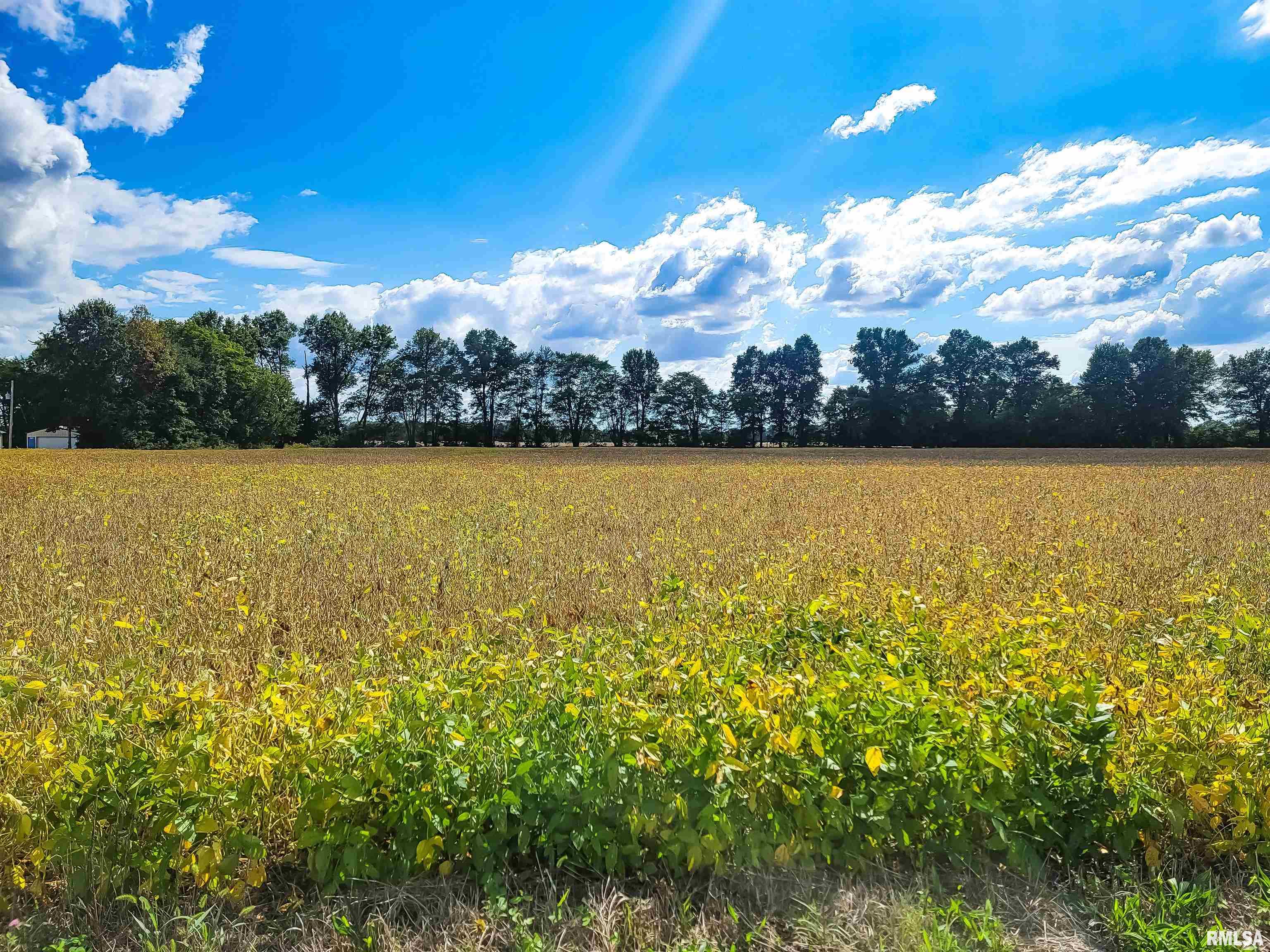 3 Coon Creek Road Flora, IL 62839 - Photo 5 of 7