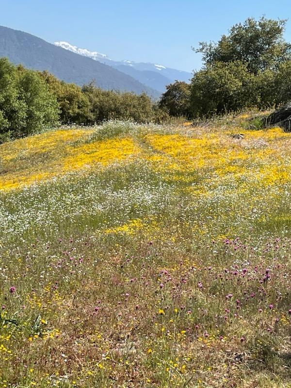 31508 Quartz Mountain Road Coarsegold, CA 93614 - Photo 52 of 52 Gallery Image 52