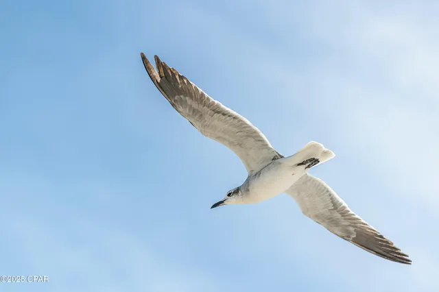 $311,800 | Lot 3 Pinnacle Dr Port Street, Port St. Joe, FL 32456