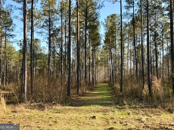 a view of forest