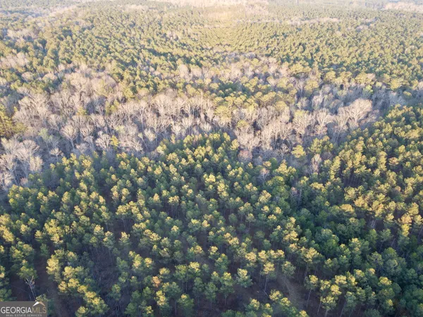 a close up of a plant