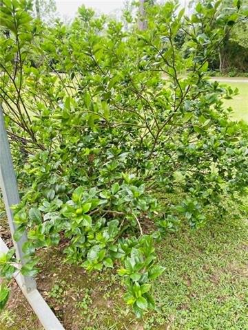 199 Shadow Road Bentley, LA 71407 - Photo 16 of 18