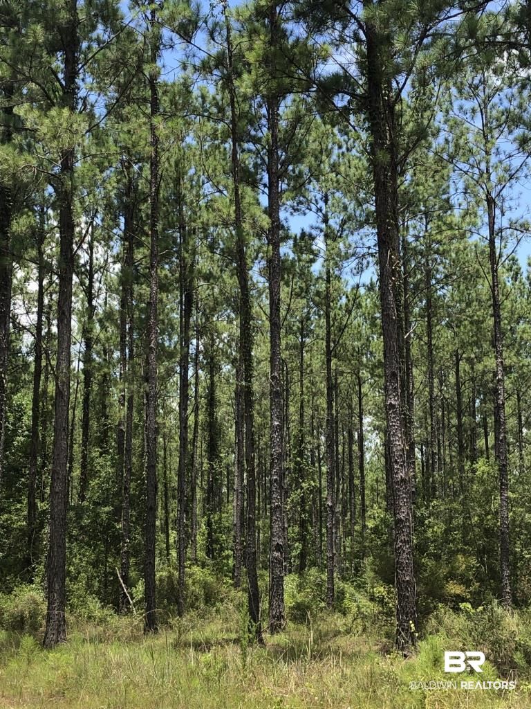 0 Bud Odom Road Deer Park, AL 36529 - Photo 14 of 50