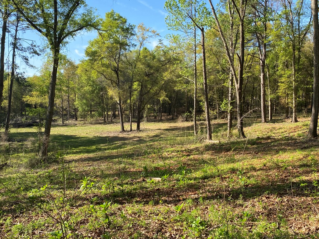 0 Co Road Abbeville, AL 36310 - Photo 31 of 53