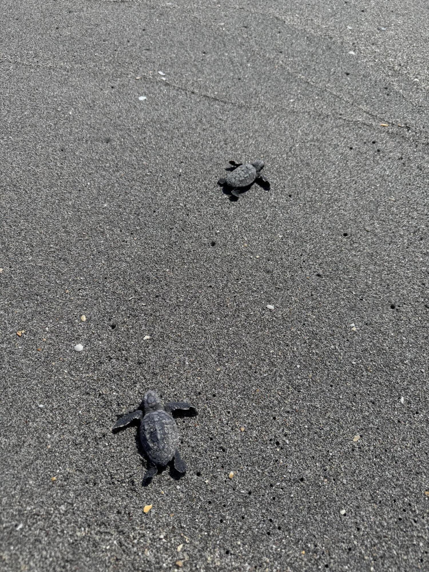 3422 Southeast Fairway West Stuart, FL 34997 - Photo 79 of 88 hatchlings on Hobe Sound Beach