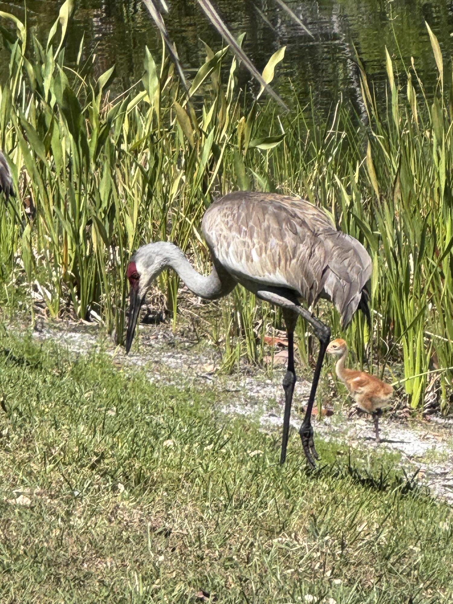 3422 Southeast Fairway West Stuart, FL 34997 - Photo 80 of 88 Sandhill Cranes
