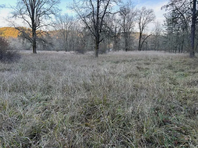 a view of a forest that has a tree
