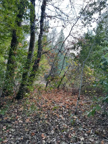 a view of a forest with trees in the background