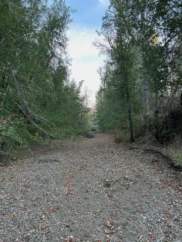 a view of a yard with a tree