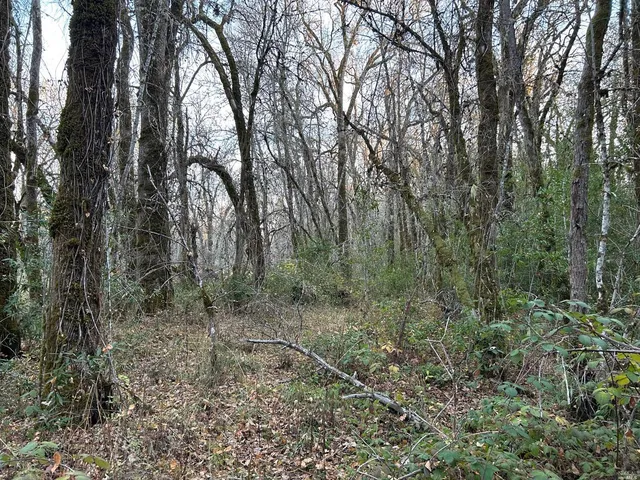 a view of a forest with trees in the background