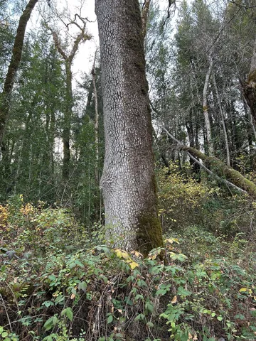 a view of a dry yard