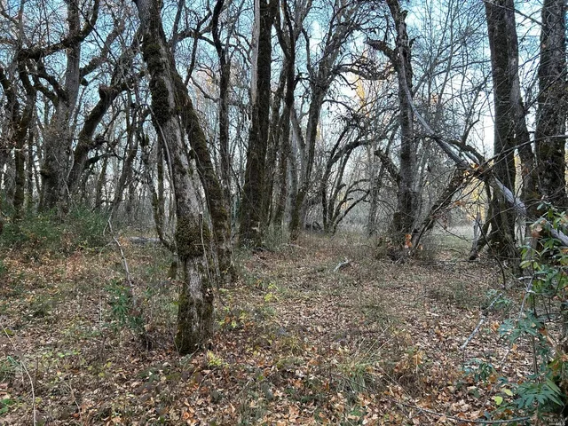 a view of a forest with trees in the background
