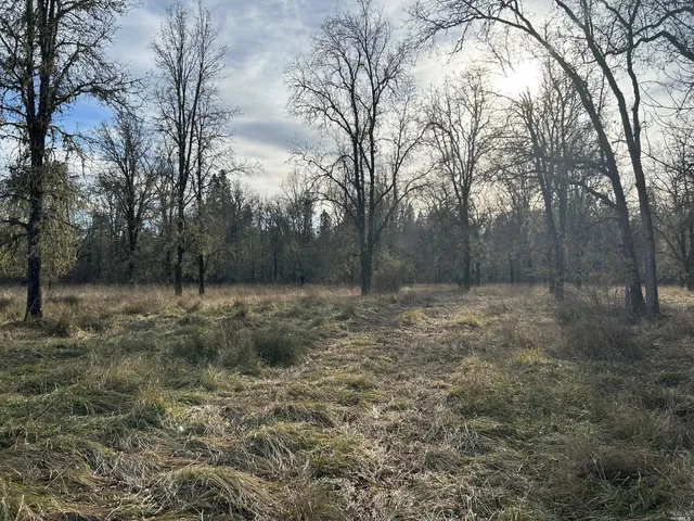 a view of a forest with trees in the background