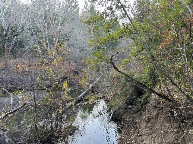 a view of a forest with a tree
