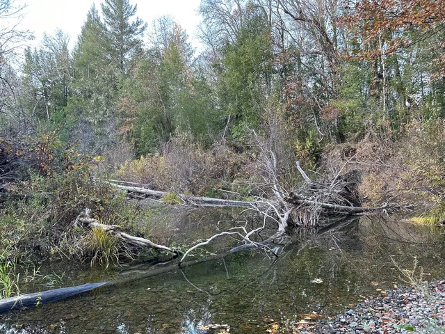 a backyard of a house with lots of trees