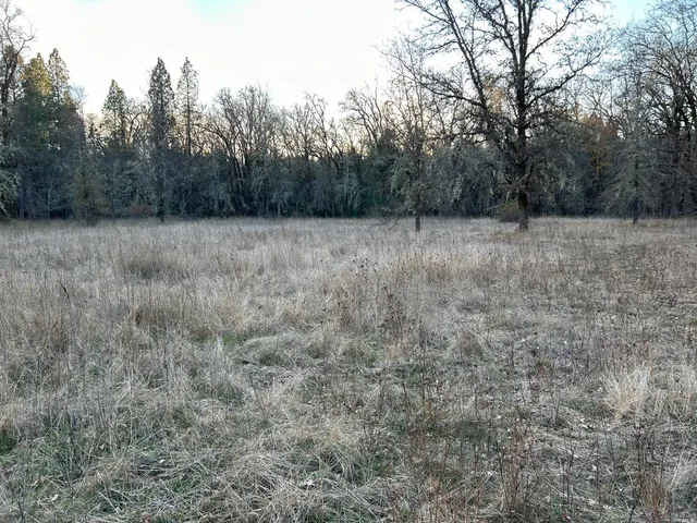 a view of a yard with trees