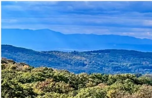 a view of backyard from a tree