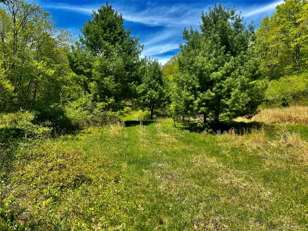 a view of backyard from a tree