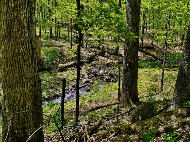 a view of a bunch of trees and bushes