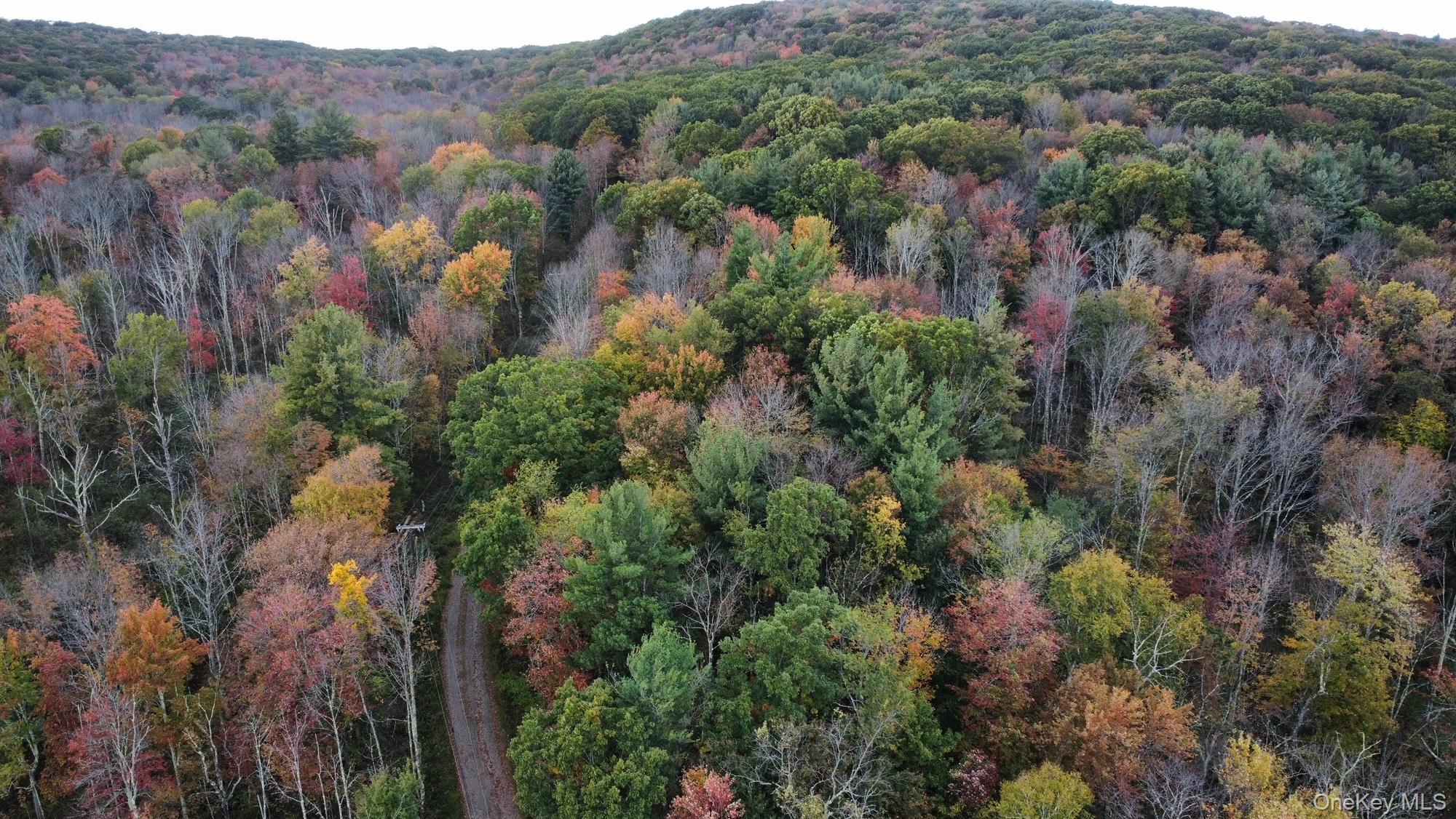 4 West Hill Road Austerlitz, NY 12017 - Photo 5 of 19 a view of a forest with a street