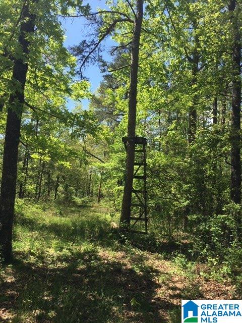 106 County Road, Unit 49836 Mentone, AL 35984 - Photo 15 of 17