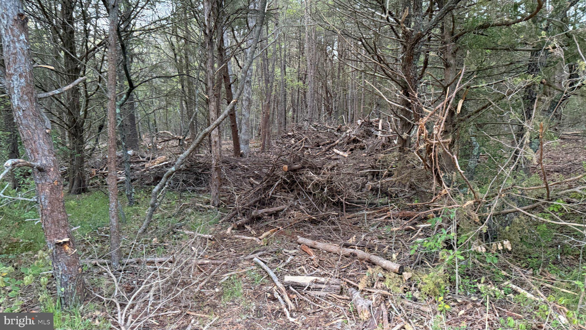 0 West Factory Road Cedarville, NJ 08311 - Photo 14 of 15 a view of a yard with large trees