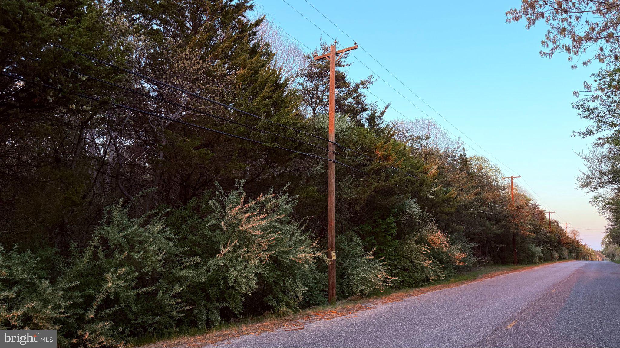 0 West Factory Road Cedarville, NJ 08311 - Photo 10 of 15 a view of a forest with a tree