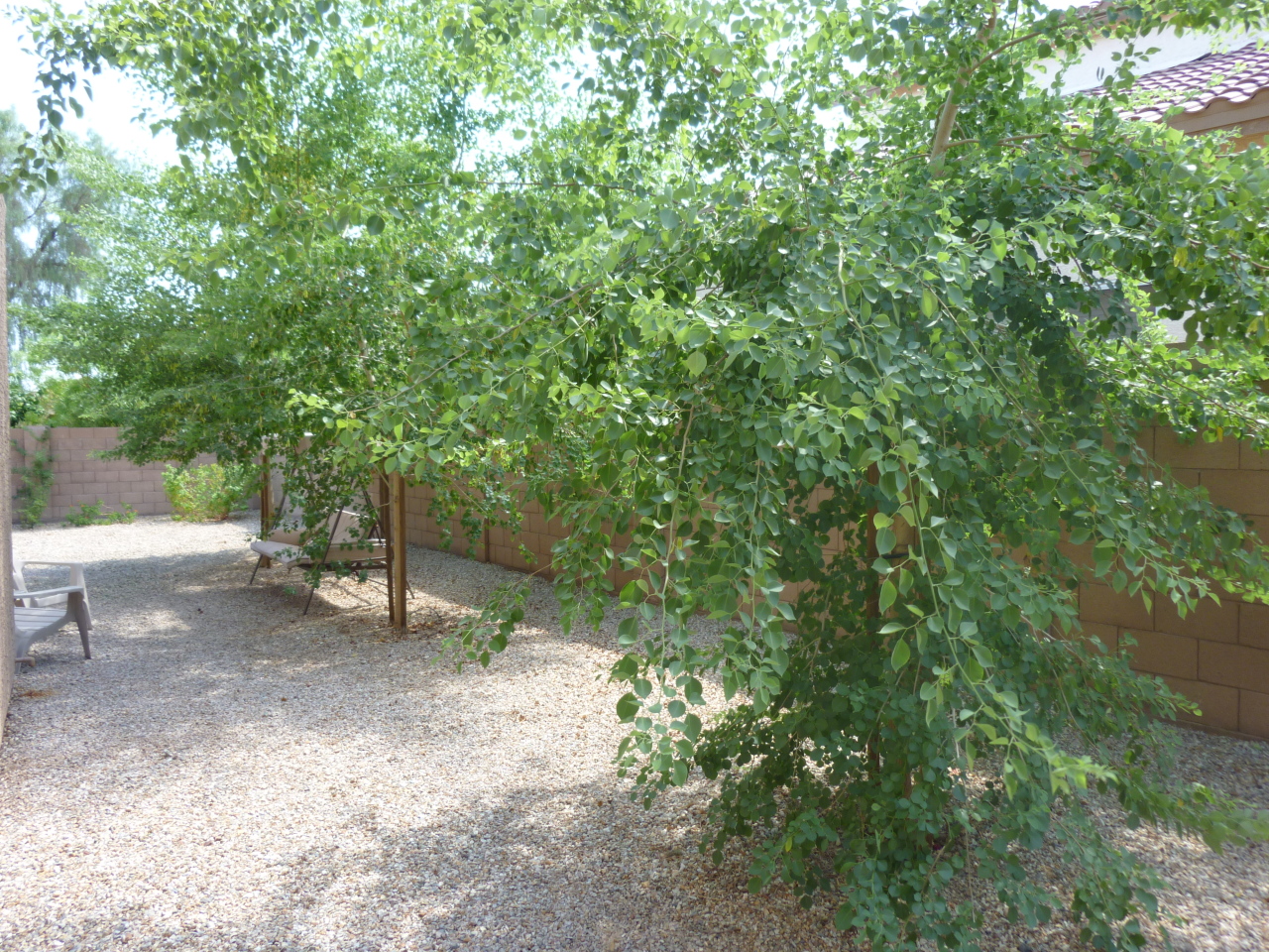 6911 West Del Rio Street Chandler, AZ 85226 - Photo 13 of 17 Wonderful Shade Trees!