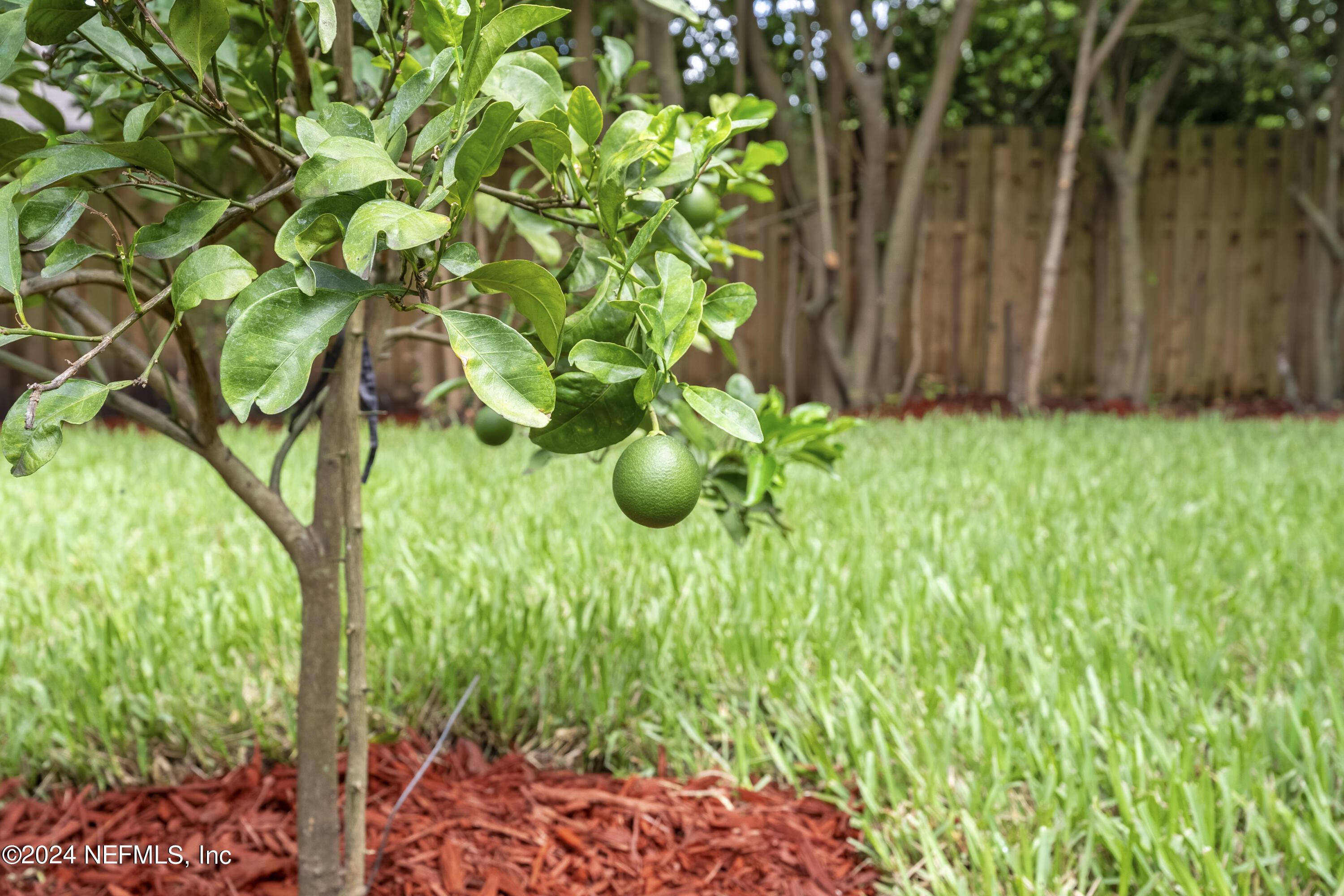 8195 Green Glade Road Jacksonville, FL 32256 - Photo 42 of 55 Citrus tree