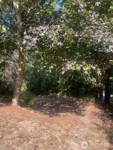 a view of a forest with trees in the background