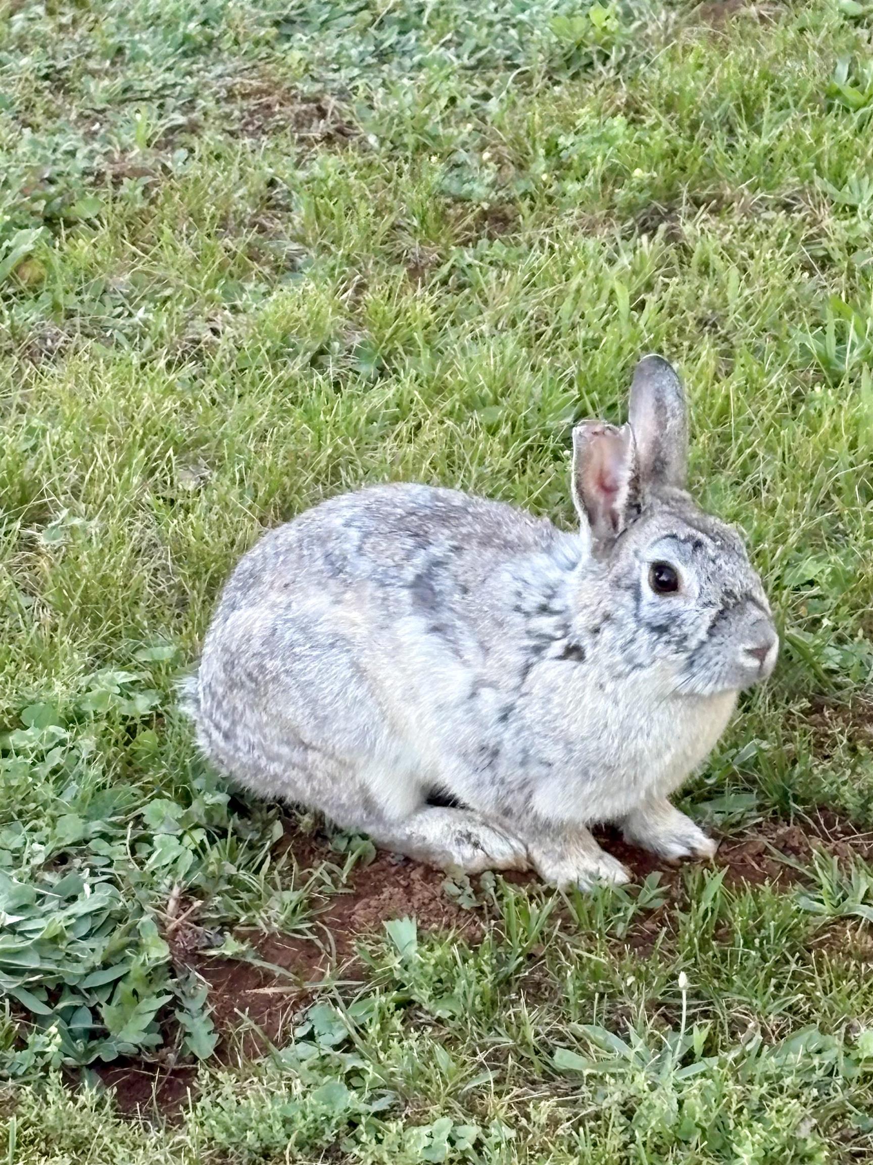 79 River Rdg Road Verona, VA 24482 - Photo 9 of 34 Community Rabbit