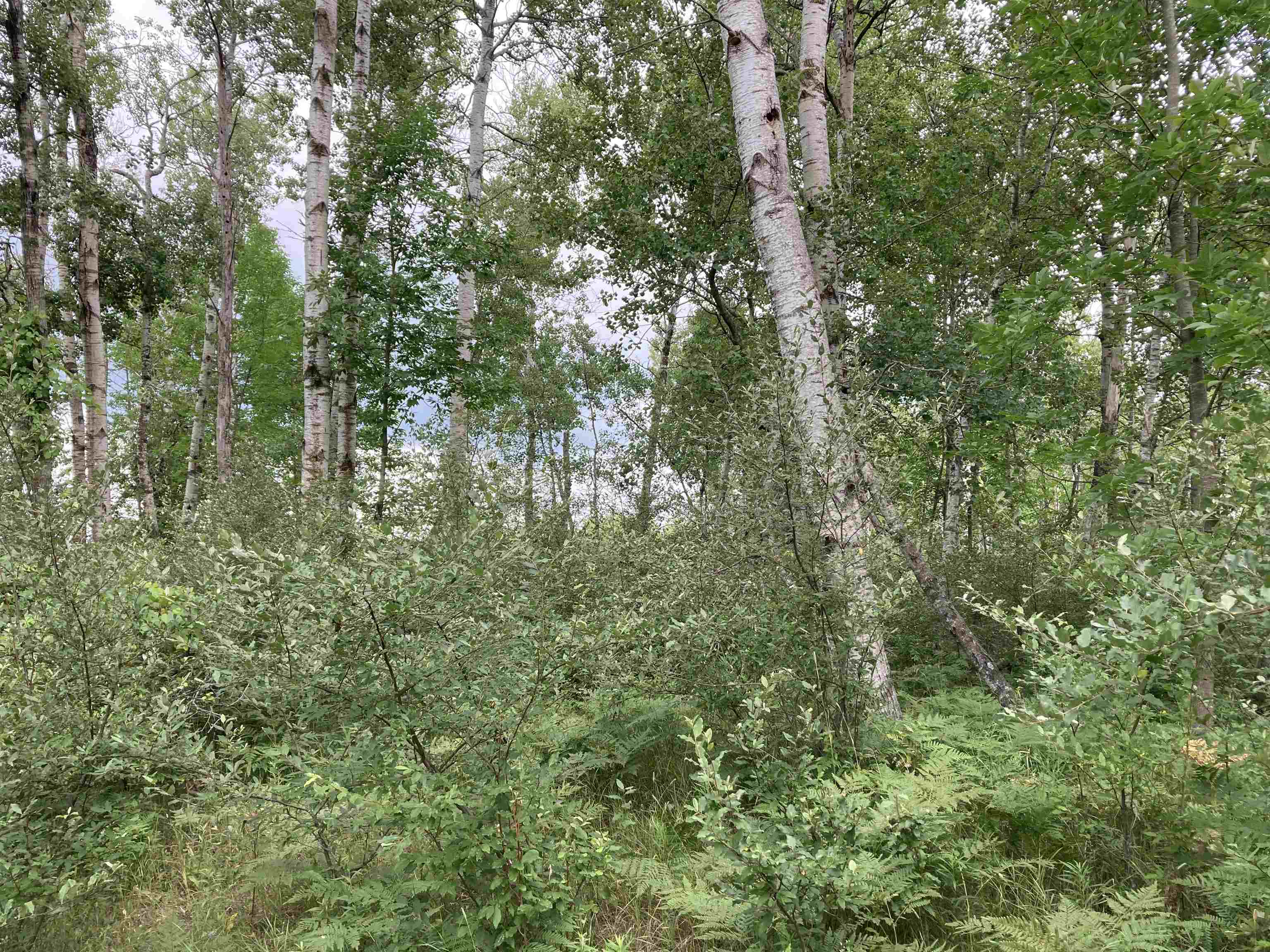 N/a Beachwood Road Rose City, MI 48654 - Photo 5 of 20 1947885-A96787D0-A453-4234-A293-69504092E35A.JPG