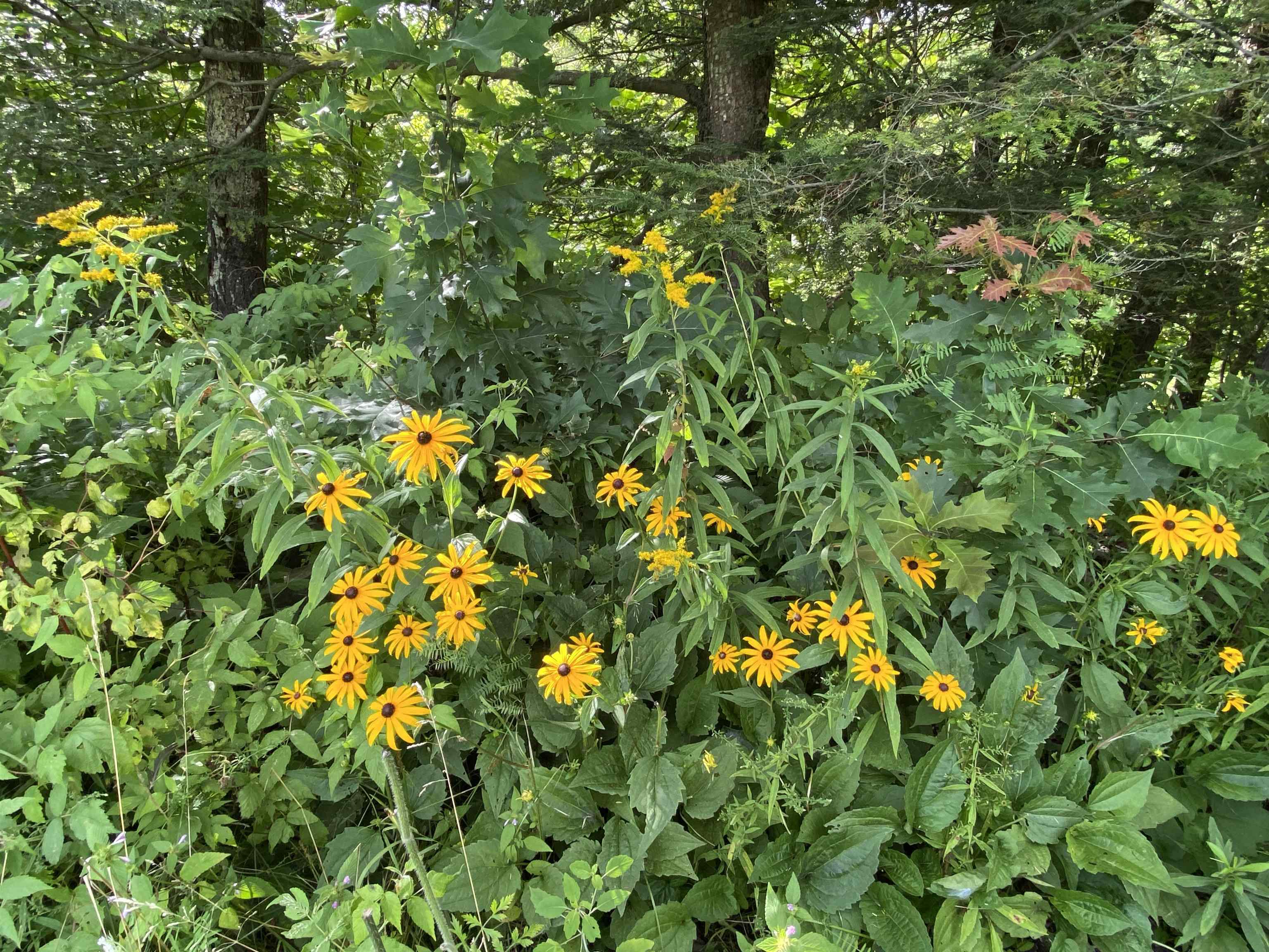 169 Tabor Hill Road Fairfax, VT 05454 - Photo 39 of 40